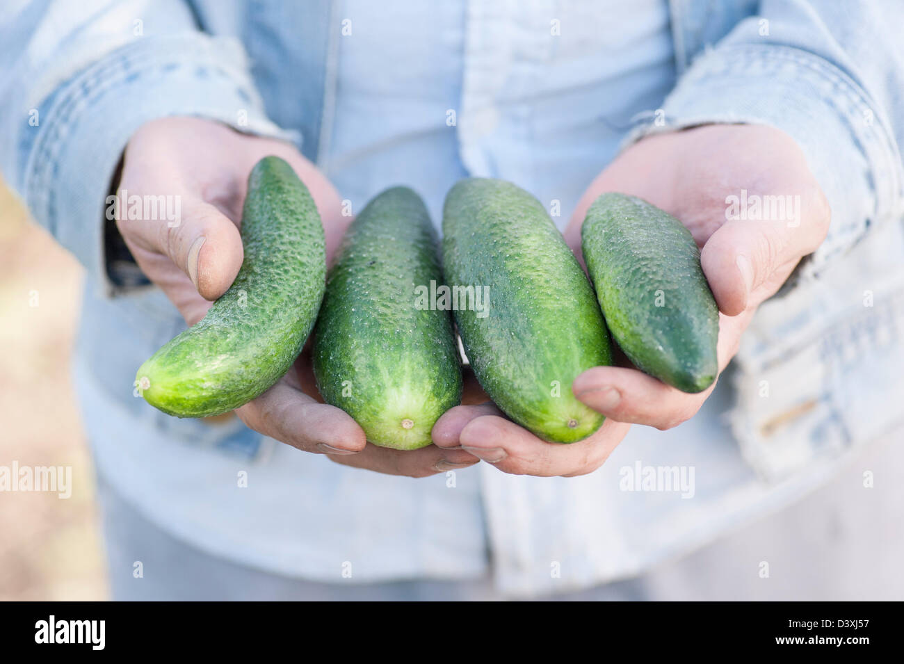 Menschen zeigen eine Reihe von organisch gewachsenen Gurken Stockfoto