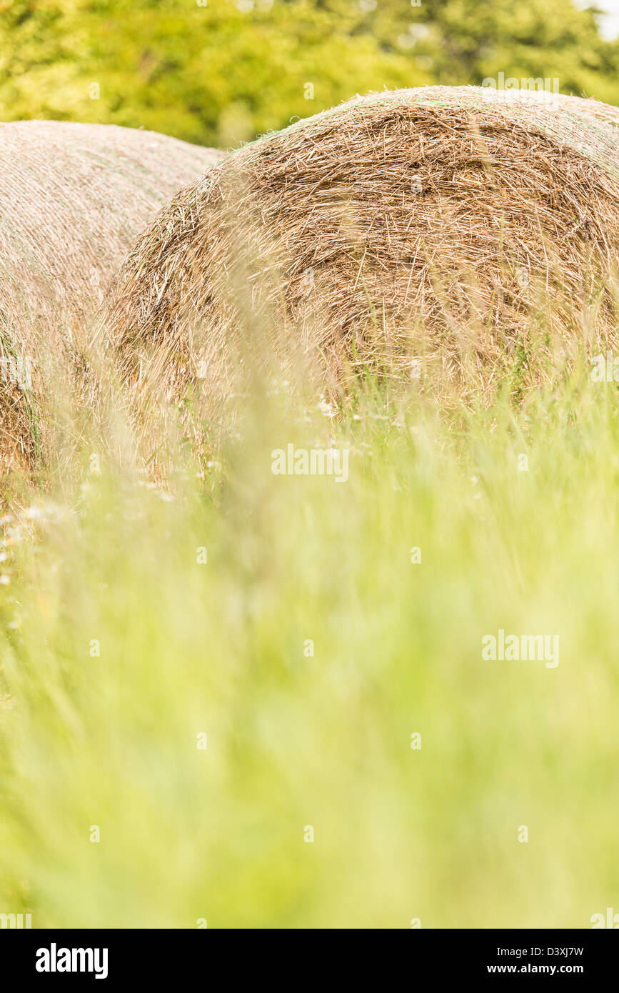 Sommer Szene mit Heuballen für Tierfutter verwendet Stockfoto