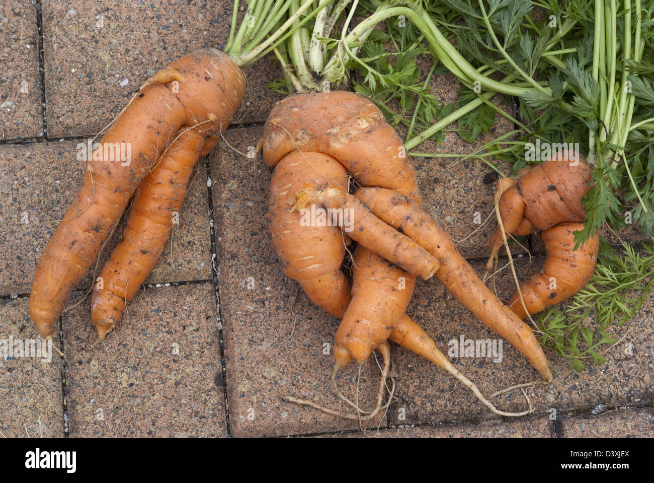 Karotten, die im Boden zu reich an Gülle und Düngemittel angebaut wurden. Die auch durch Karotten fliegen infiziert wurden. Stockfoto