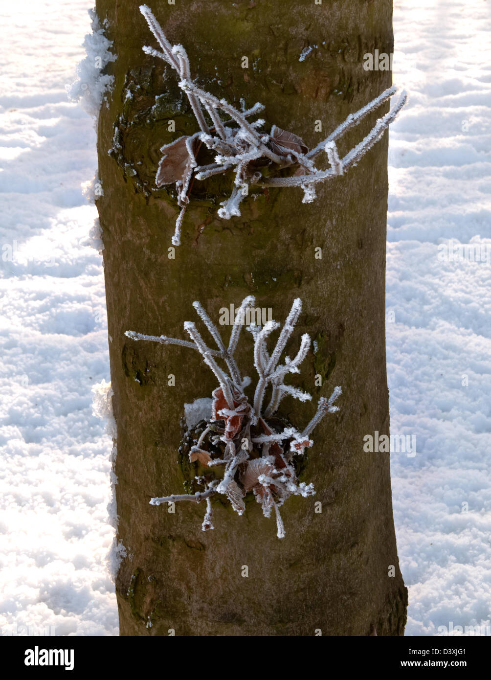 Raureif auf Baum in Lincolnshire Wolds Stockfoto