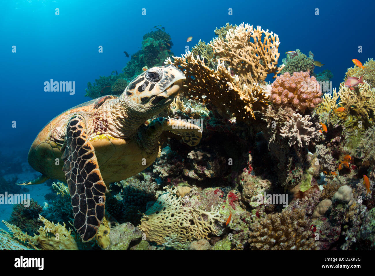 Sea Hawksbill Turtle, Eretmochelys Imbricata, St. Johns Reef, Rotes Meer, Ägypten Stockfoto
