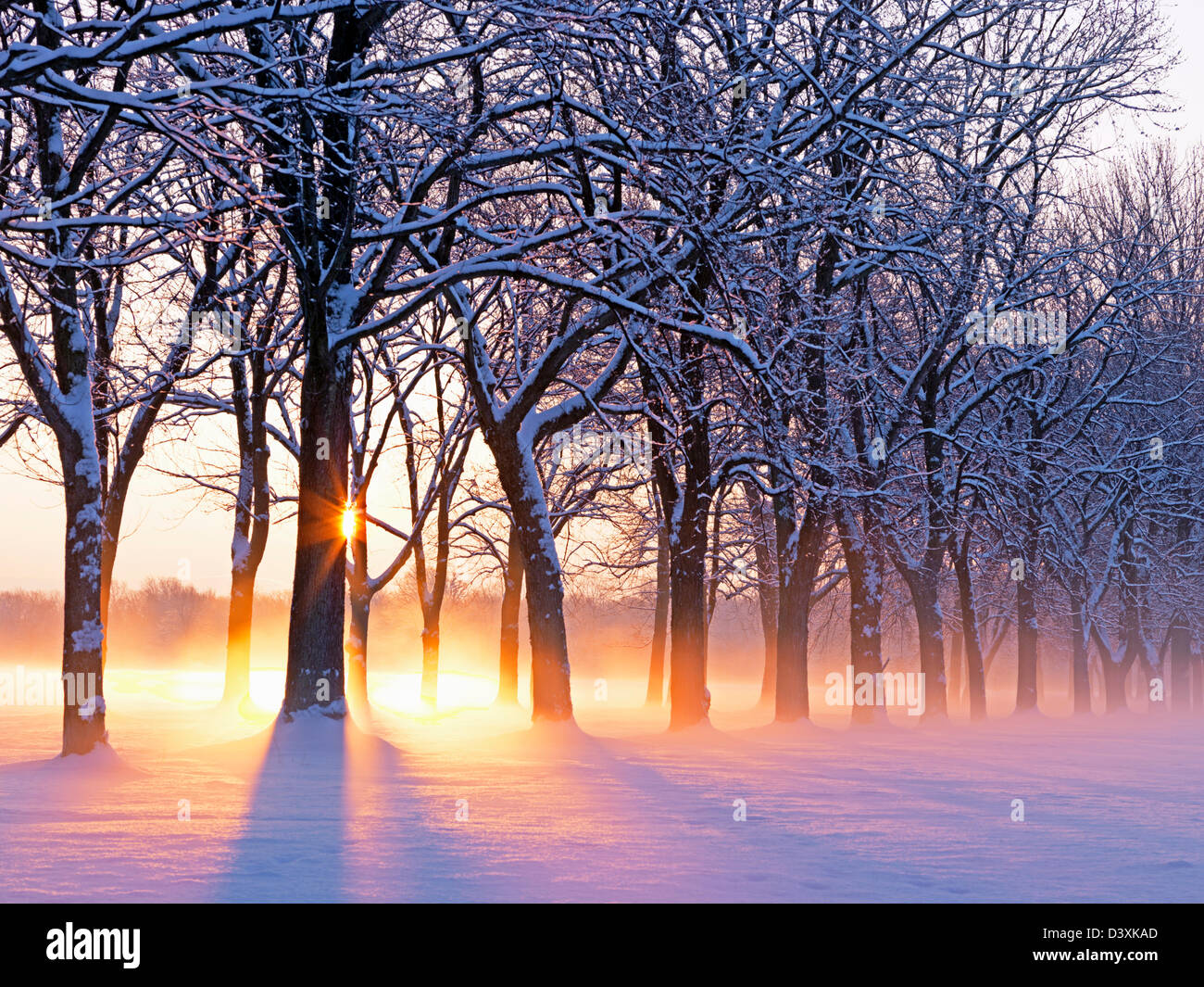 Kanada, Ontario, Niagara-on-the-Lake, Baumgruppe bei Sonnenaufgang im Winter auf der Niagara-Commons Stockfoto