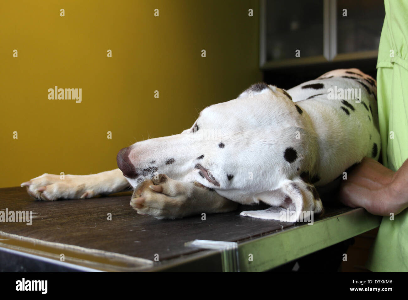 Dalmatiner / Dalmatiner / Dalmatien Hund unter Anästhesie in der Tierarzt-Klinik Stockfoto