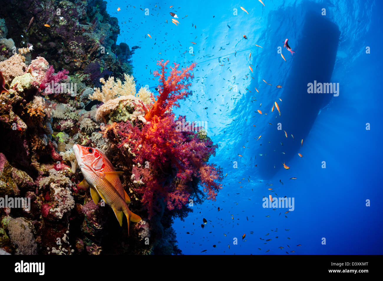 Weiche Korallenriff Dendronephthya SP., St. Johns Reef, Rotes Meer, Ägypten Stockfoto