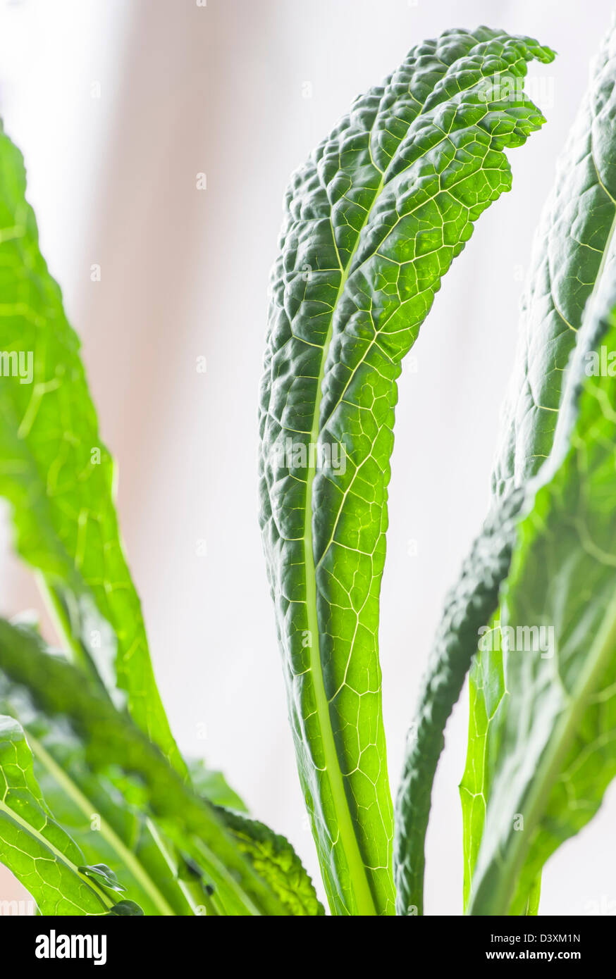 Nahaufnahme von grünen Blättern auf einer Colewort-Anlage Stockfoto