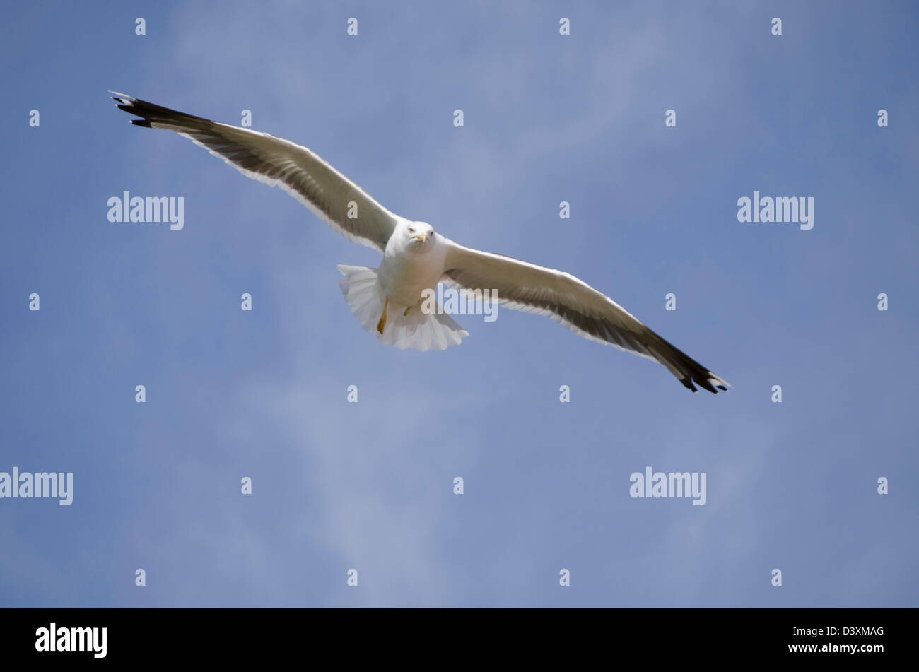Sea Gull Mitte Flug blauen Himmel, UK am Meer Stockfoto