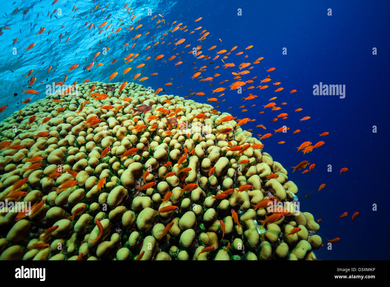 Lyretail Anthias über Korallen, Pseudanthias Squamipinnis, Elphinstone Reef, Rotes Meer, Ägypten Stockfoto