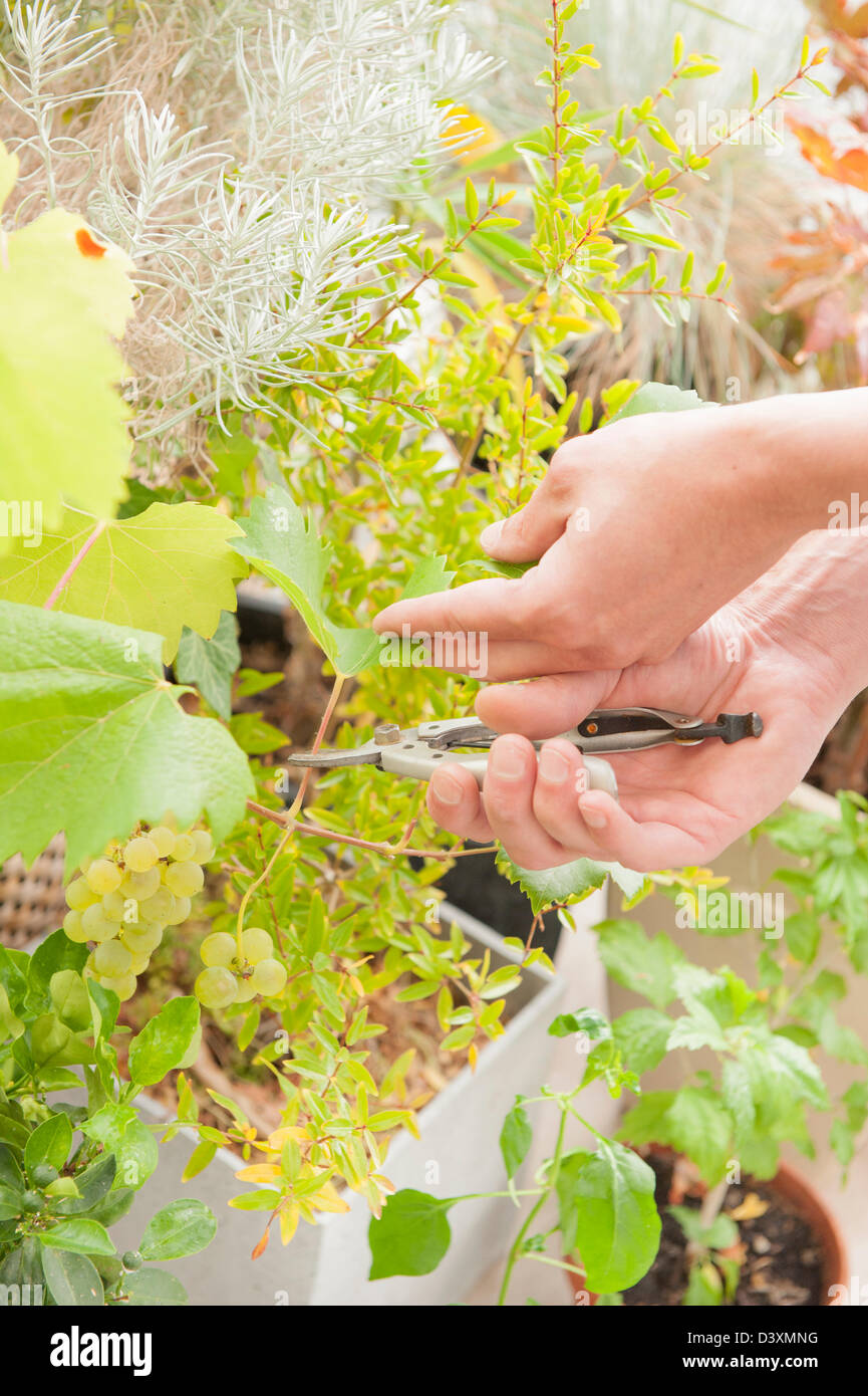 Trim Grünpflanze Gärtner arbeiten mit Baum-, Rebscheren Stockfoto