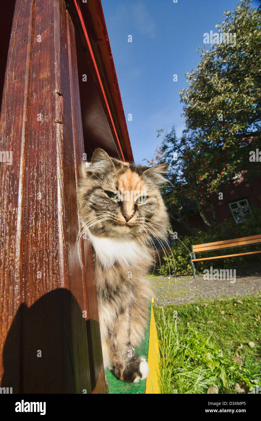 der Nachbarschaft Tyrann; farbige Katze Schildpatt, Reykjavik, Island Stockfoto