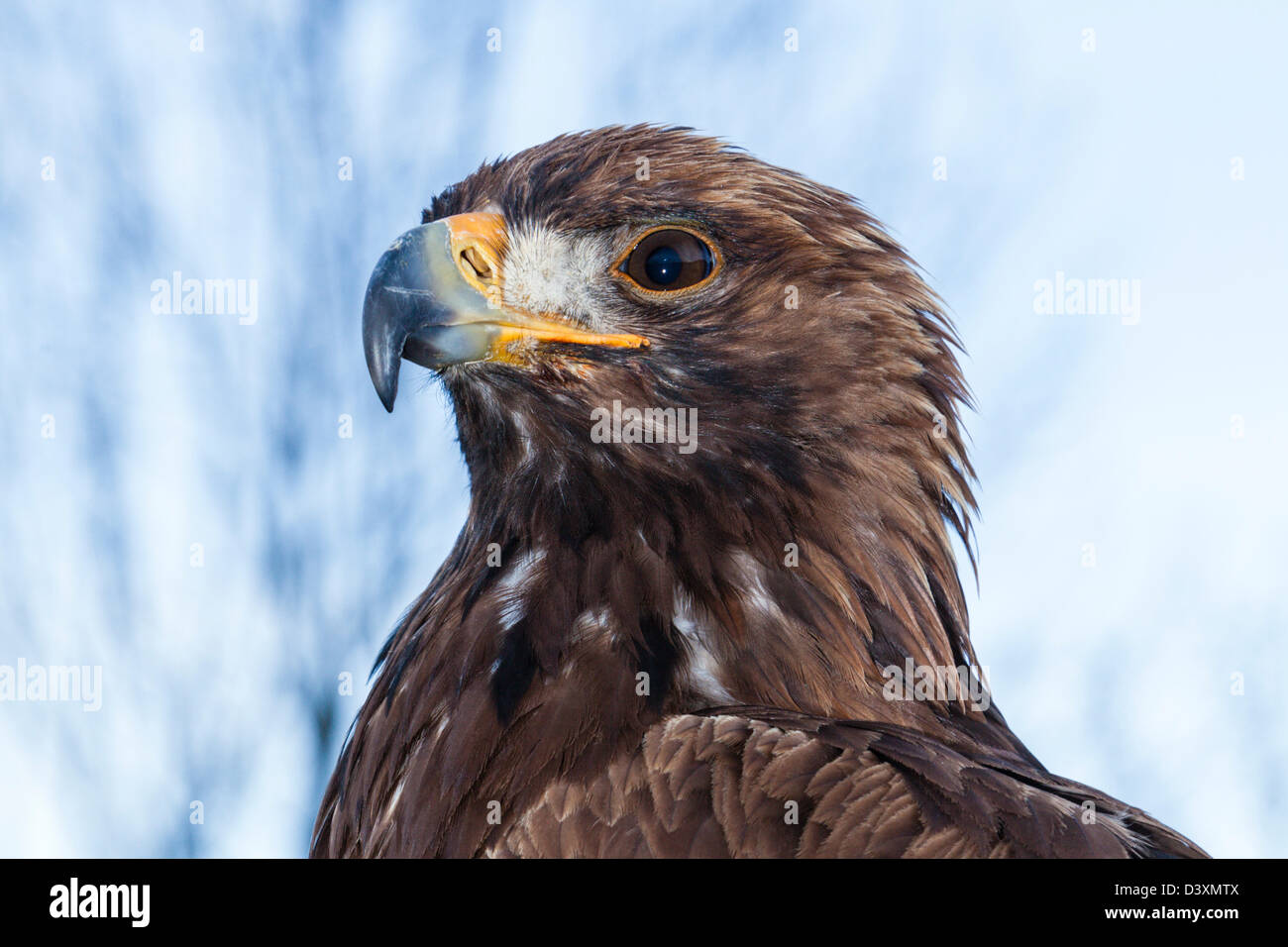 Goldener Adler, Aquila Chrysaetos Chrysaetos, Bayern, Deutschland Stockfoto