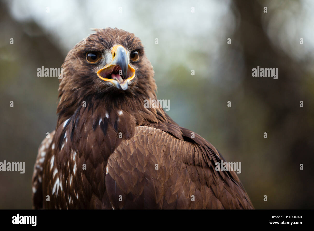 Goldener Adler, Aquila Chrysaetos Chrysaetos, Bayern, Deutschland Stockfoto