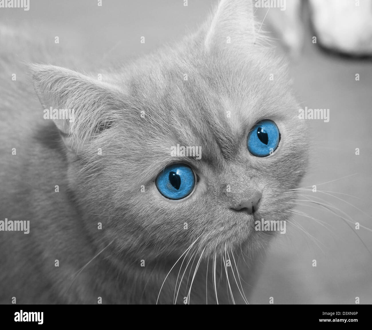 Blue eyed Cat closeup Stockfoto