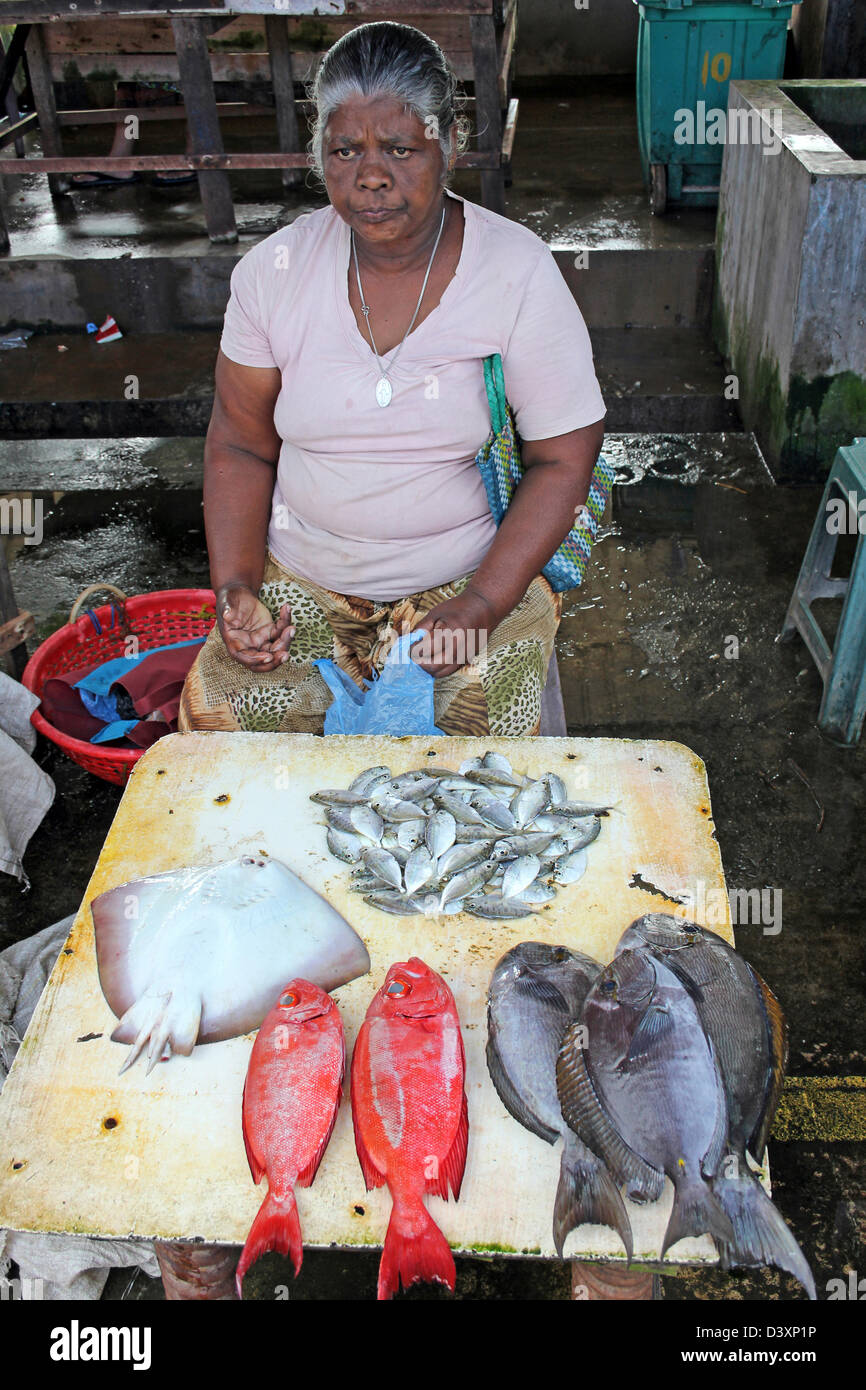 Frau verkauft eine Vielzahl von Fisch in Negombo Fischmarkt Stockfoto