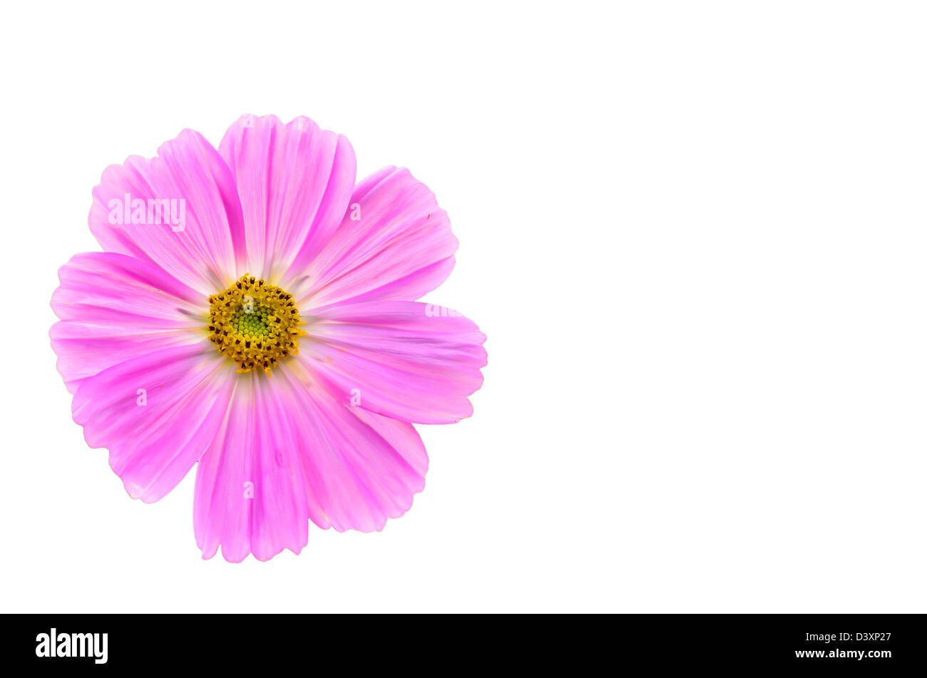 Rosa Cosmos Blumen auf weißem Hintergrund Stockfoto Rosa Cosmos Blumen auf weißem Hintergrund Stockfoto