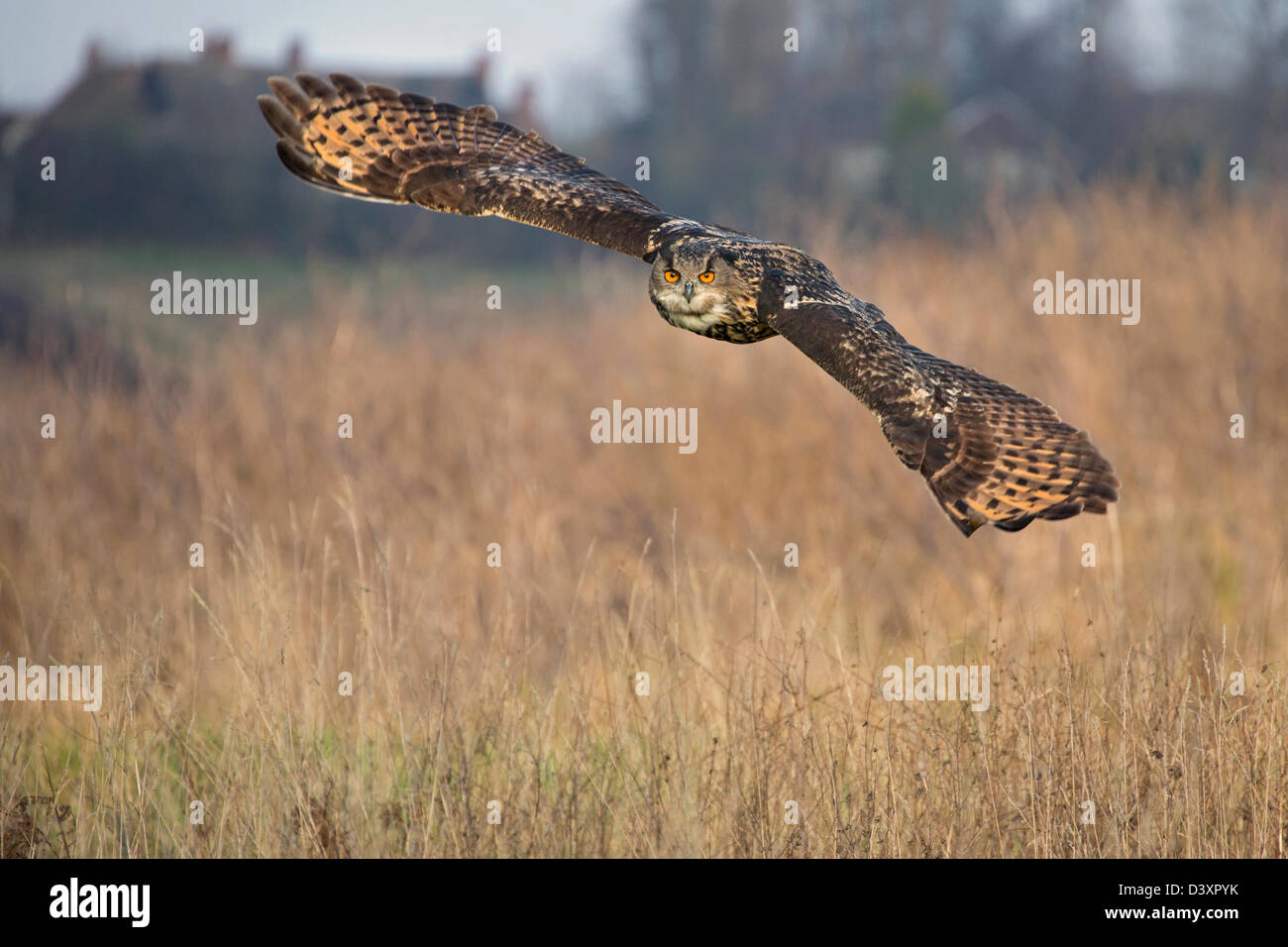 Europäische Uhus im Flug Stockfoto