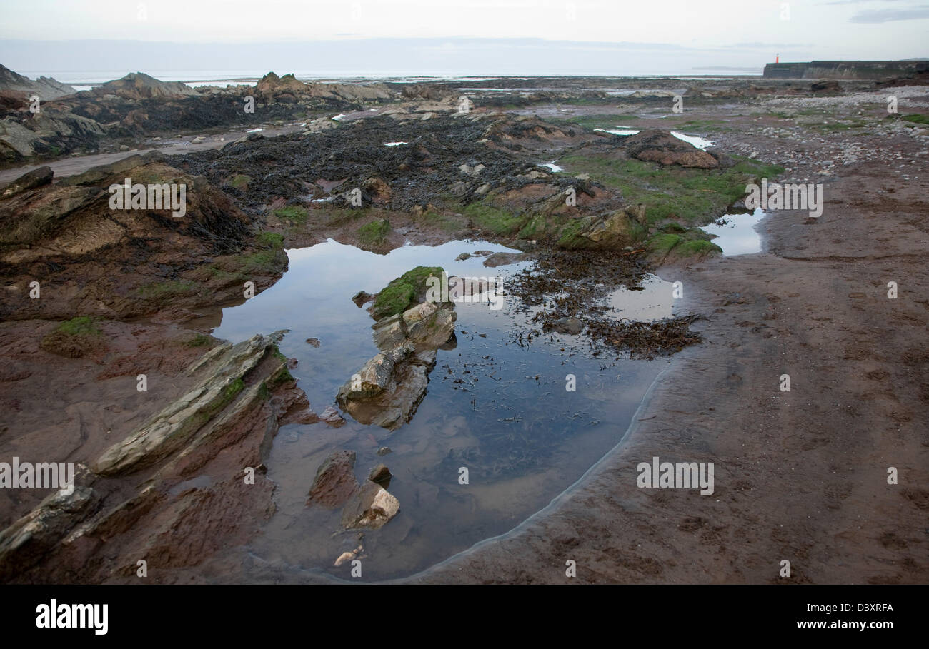 Felsigen Welle schneiden Plattform ausgesetzt bei Ebbe, Watchet, Somerset, England Stockfoto