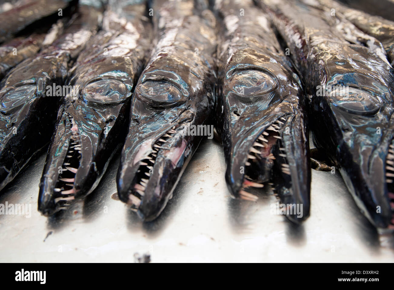 Funchal, Portugal, Fisch Verkauf in Madeira, hier barracuda ...