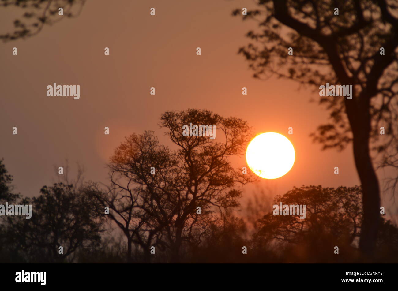 Fotos von Afrika, Sonnenuntergang im Bushveld Kruger Park Stockfoto