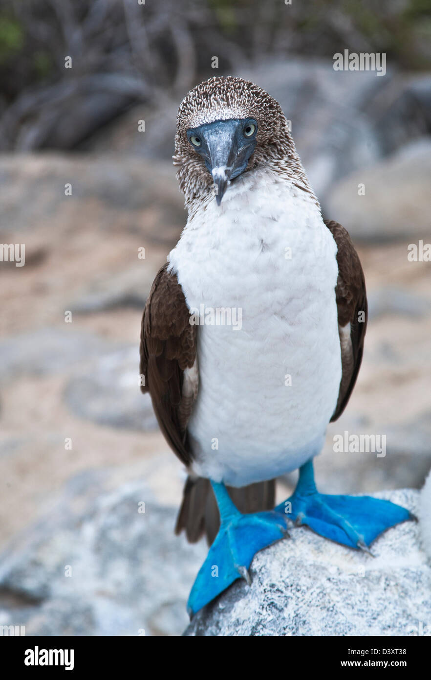 Ecuador, Galapágos-Inseln, Isla Española (Haube), Punta Suarez, blau-footed Sprengfallen Stockfoto
