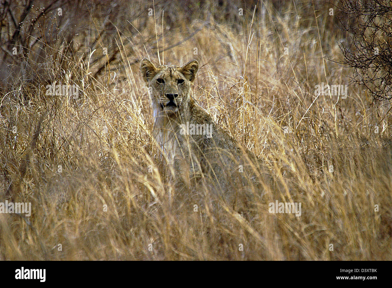 Löwin im Tsavo West, Kenia, Ostafrika. Stockfoto