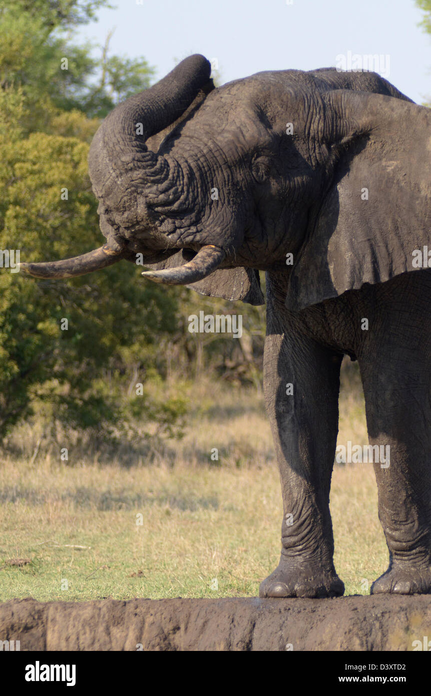 Fotos von Afrika, afrikanische Elefanten stehen nahe Wasserloch Stamm Stockfoto