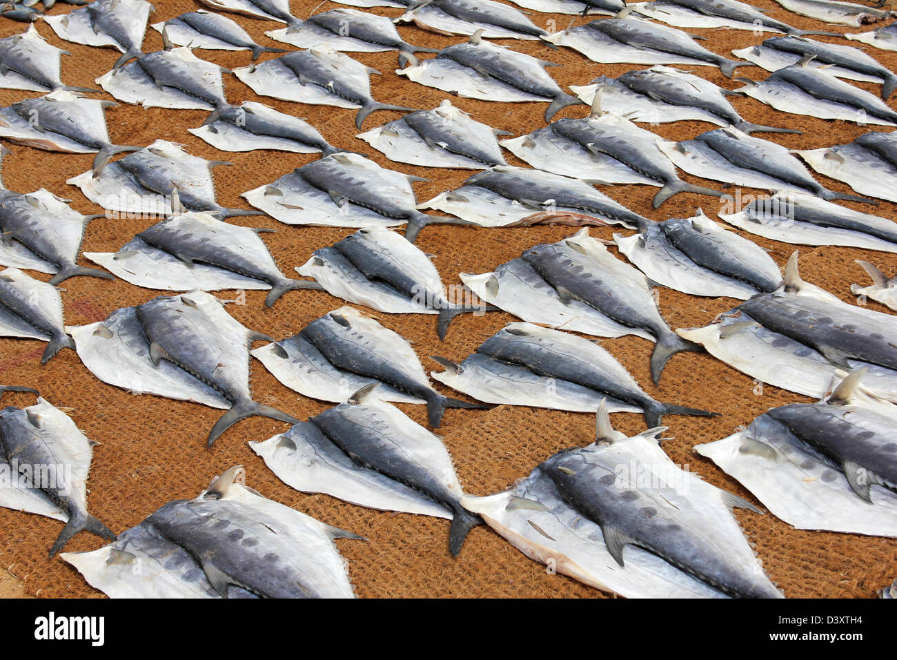 Linien der Trocknung Fisch in Negombo Fisch Markt, Sri Lanka Stockfoto