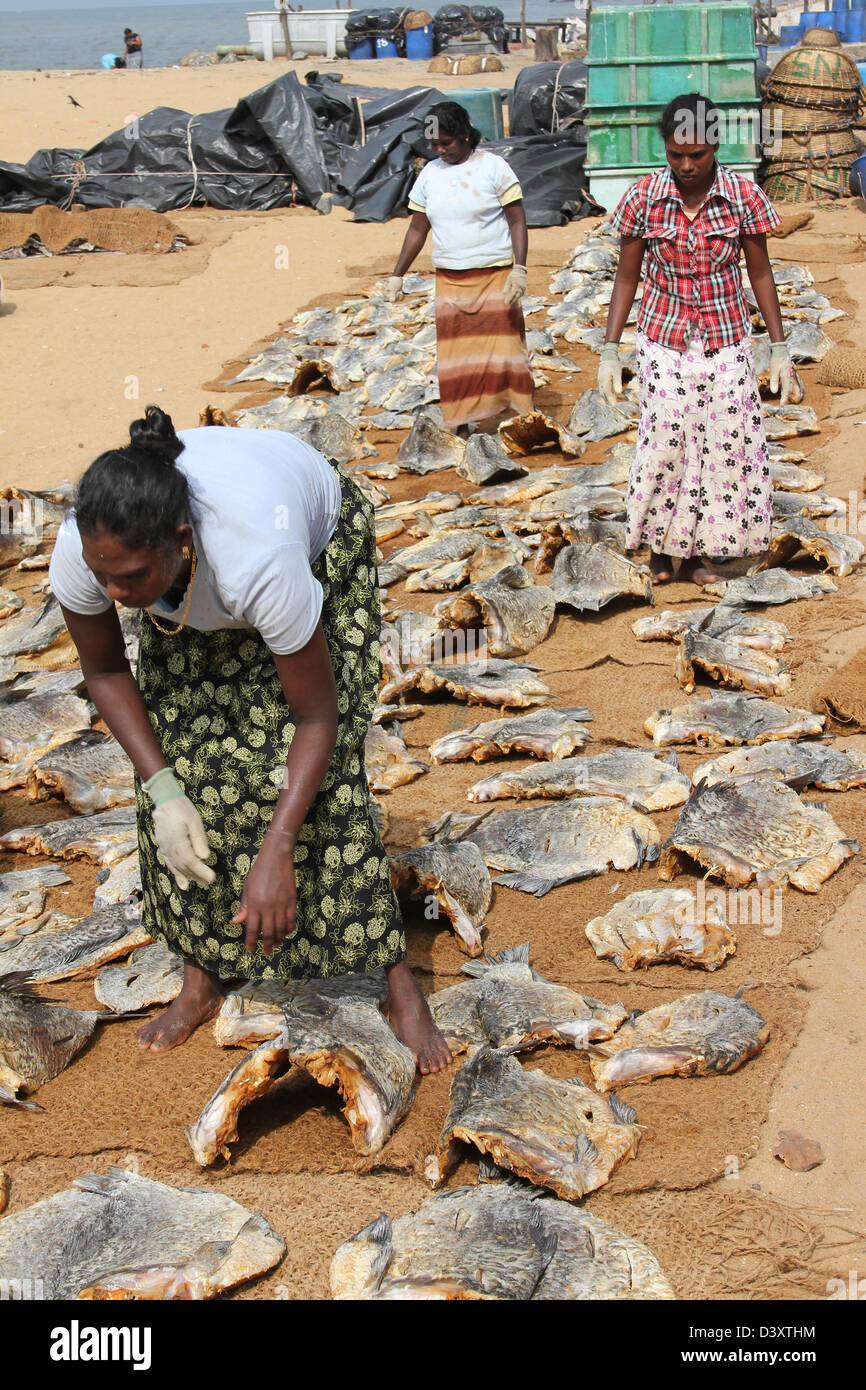 Sri Lankan Frauen auslegen Fisch zum Trocknen in Negombo Fischmarkt Stockfoto