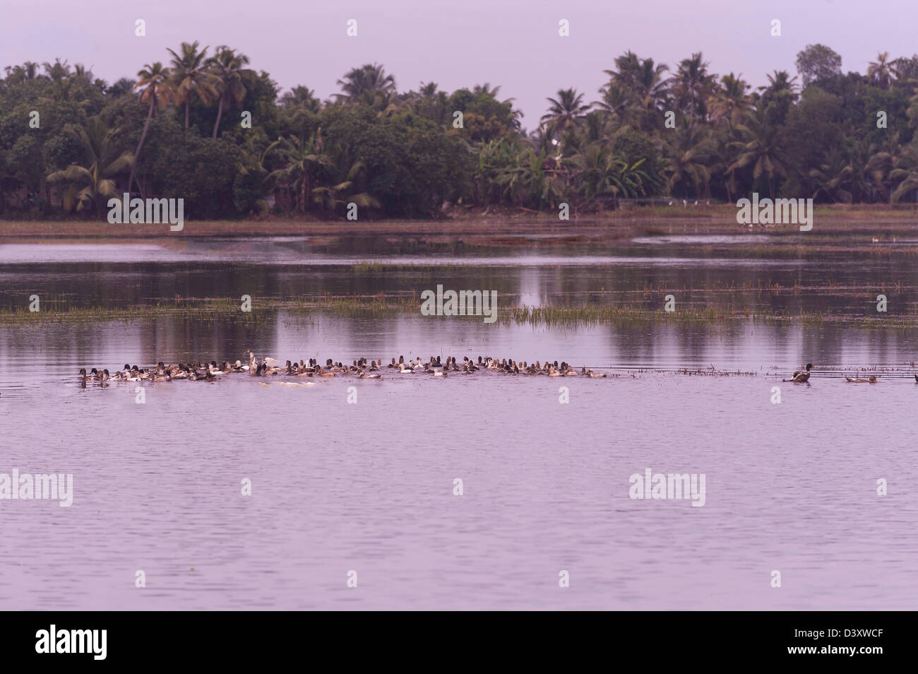 Kerala, [Land] [WOP] [PH] Wasser, Landschaft. Stockfoto