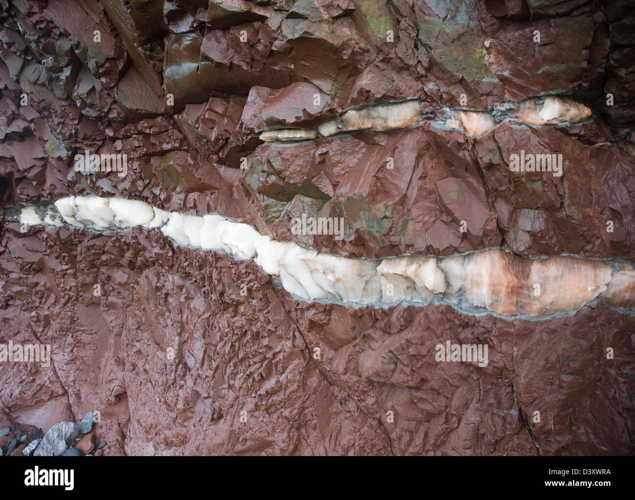 Adern von Gips im unteren Lias Felsen Watchet, Somerset, England Stockfoto