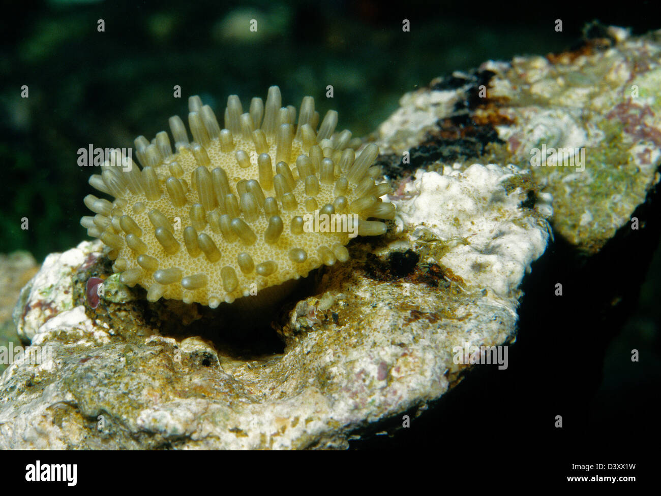 Celenterata Fotos und Bildmaterial in hoher Auflösung Alamy