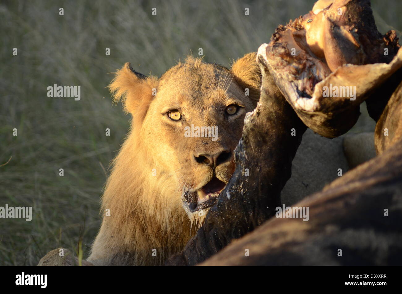 Fotos von Afrika, männlicher Löwe Giraffe Kadaver fressen Stockfoto