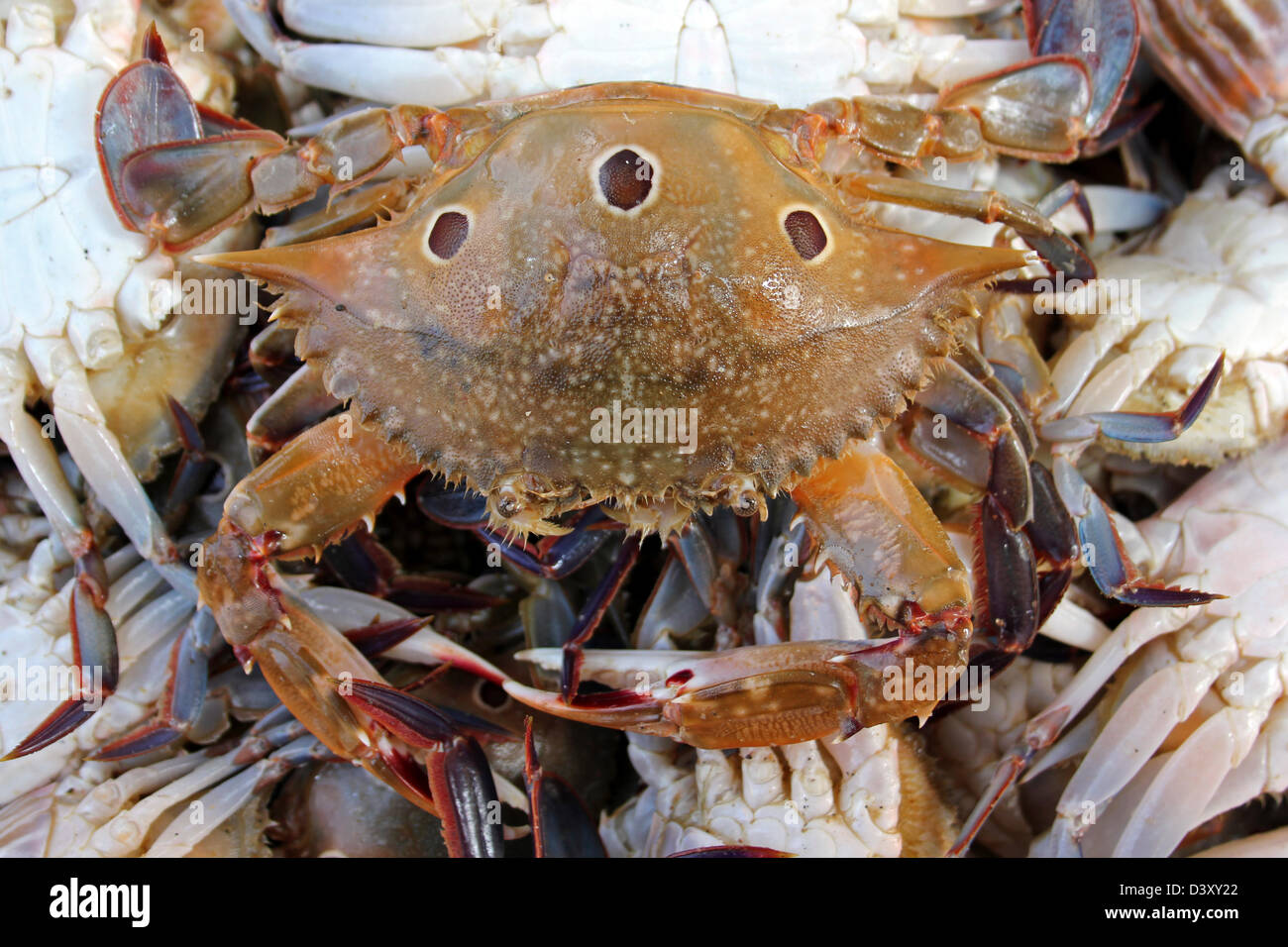 Blut-spotted Swimmer Crab Portunus sanguinolentus Stockfoto