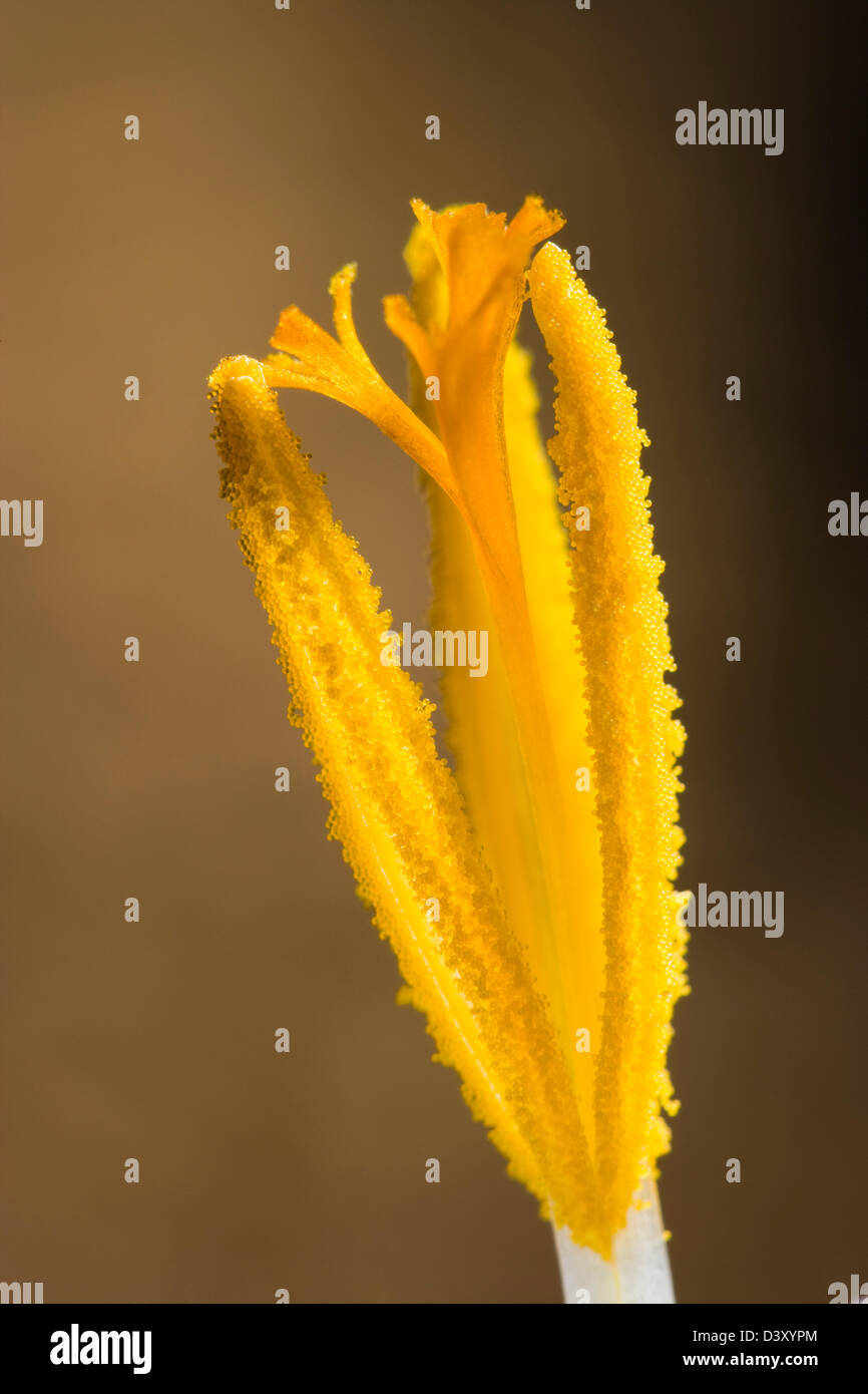 Nahaufnahme von Krokus Stigmatisierung und Staubblätter, zeigt Pollenkörner. Stockfoto