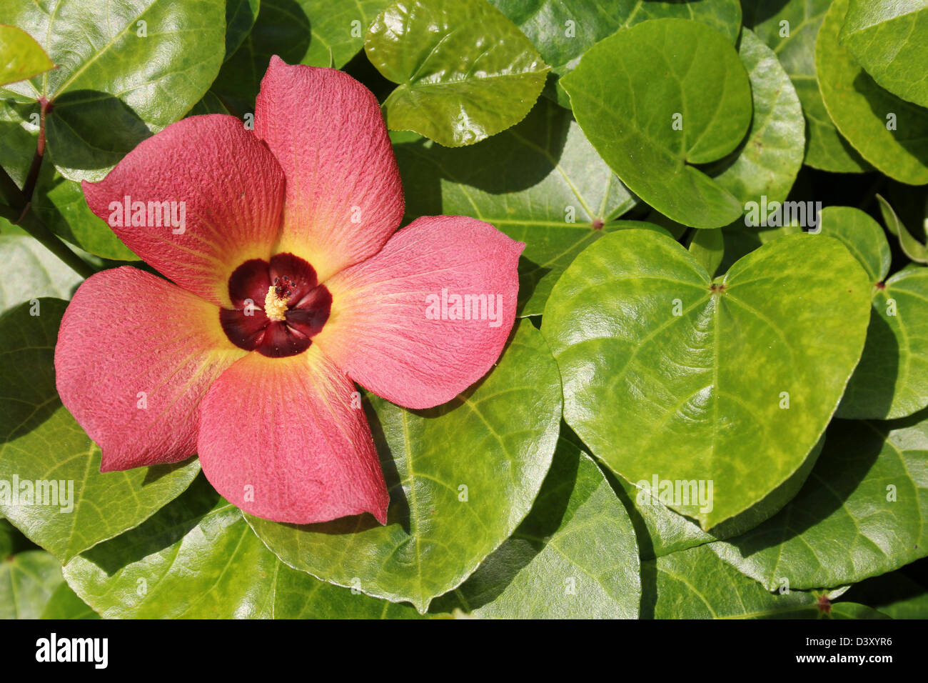 Tropische Blumen, Sri Lanka Stockfoto