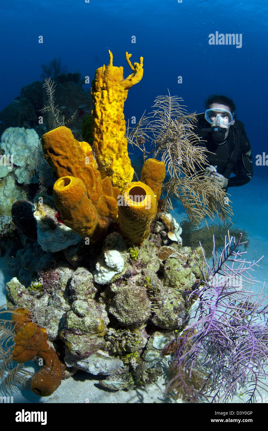 Taucher und Korallen Stockfoto