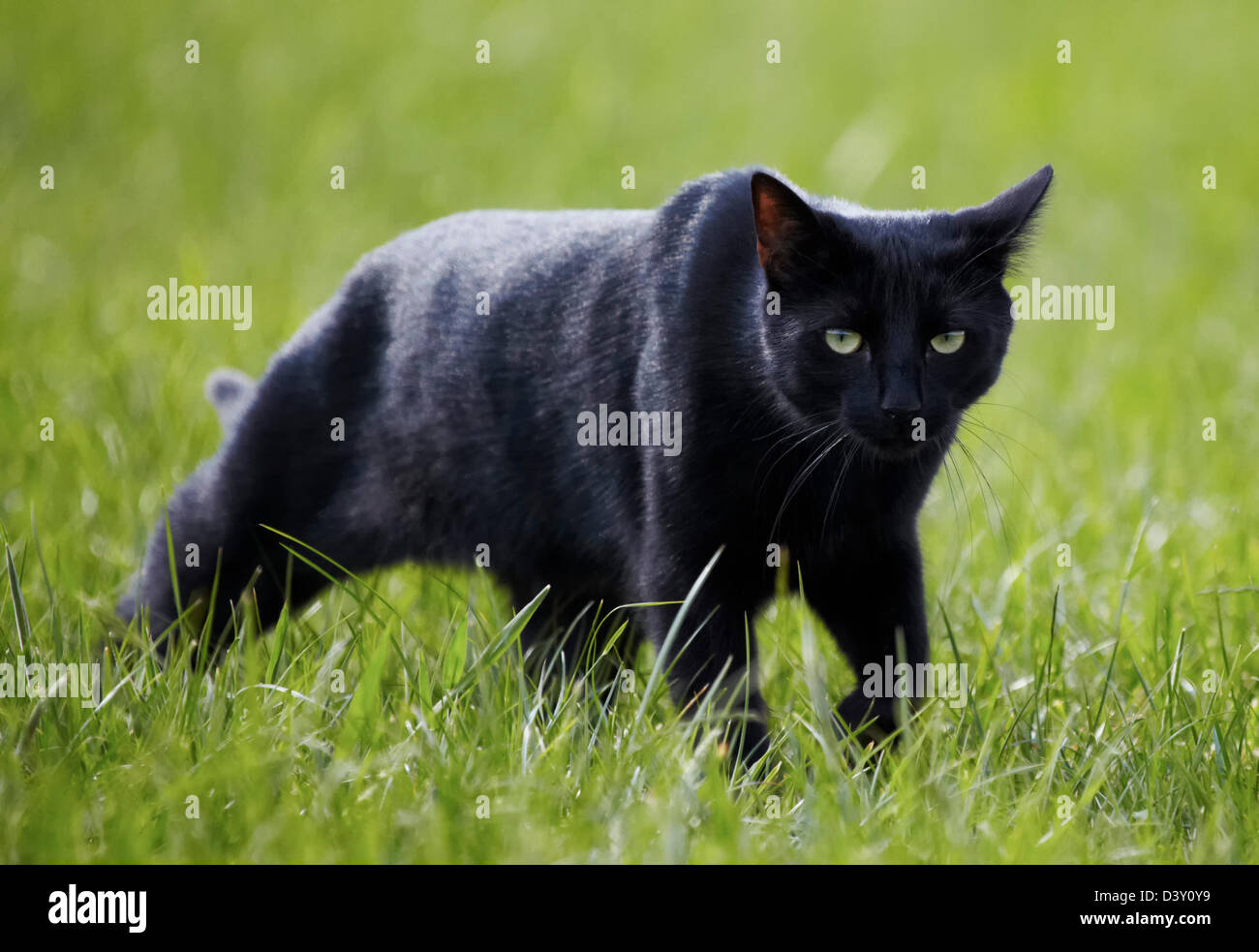 Black Cat schlich durch Rasen Stockfoto