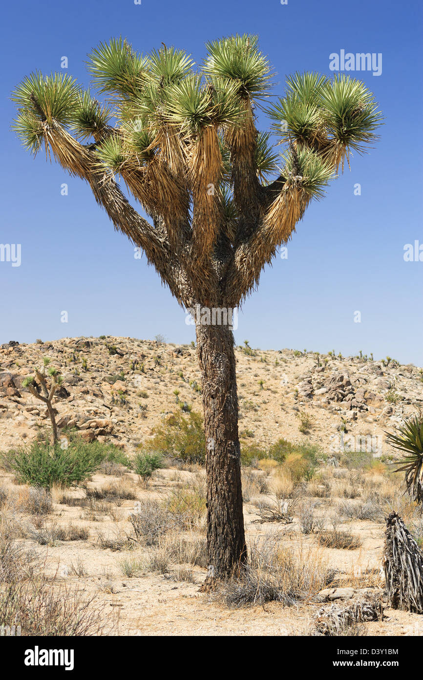 Yucca Brevifolia in Joshua Tree Nationalpark Stockfoto