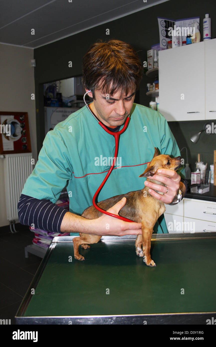 Chihuahua Hund / Tierarzt untersucht mit Stethoskop Stockfoto