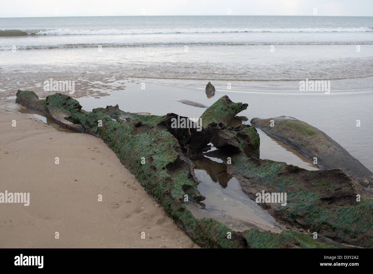 Alten Baumstämmen am Strand. Ebbe ergaben Hinweise eines versunkenen Waldes der Baumriesen im Oxwich Bay Stockfoto