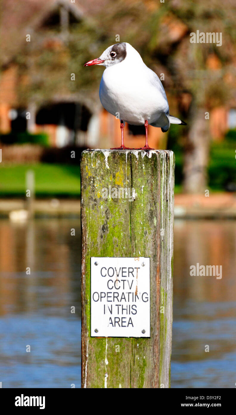 Möwe auf einem Riverside post - Posing für CCTV-System - helle Wintersonne Stockfoto