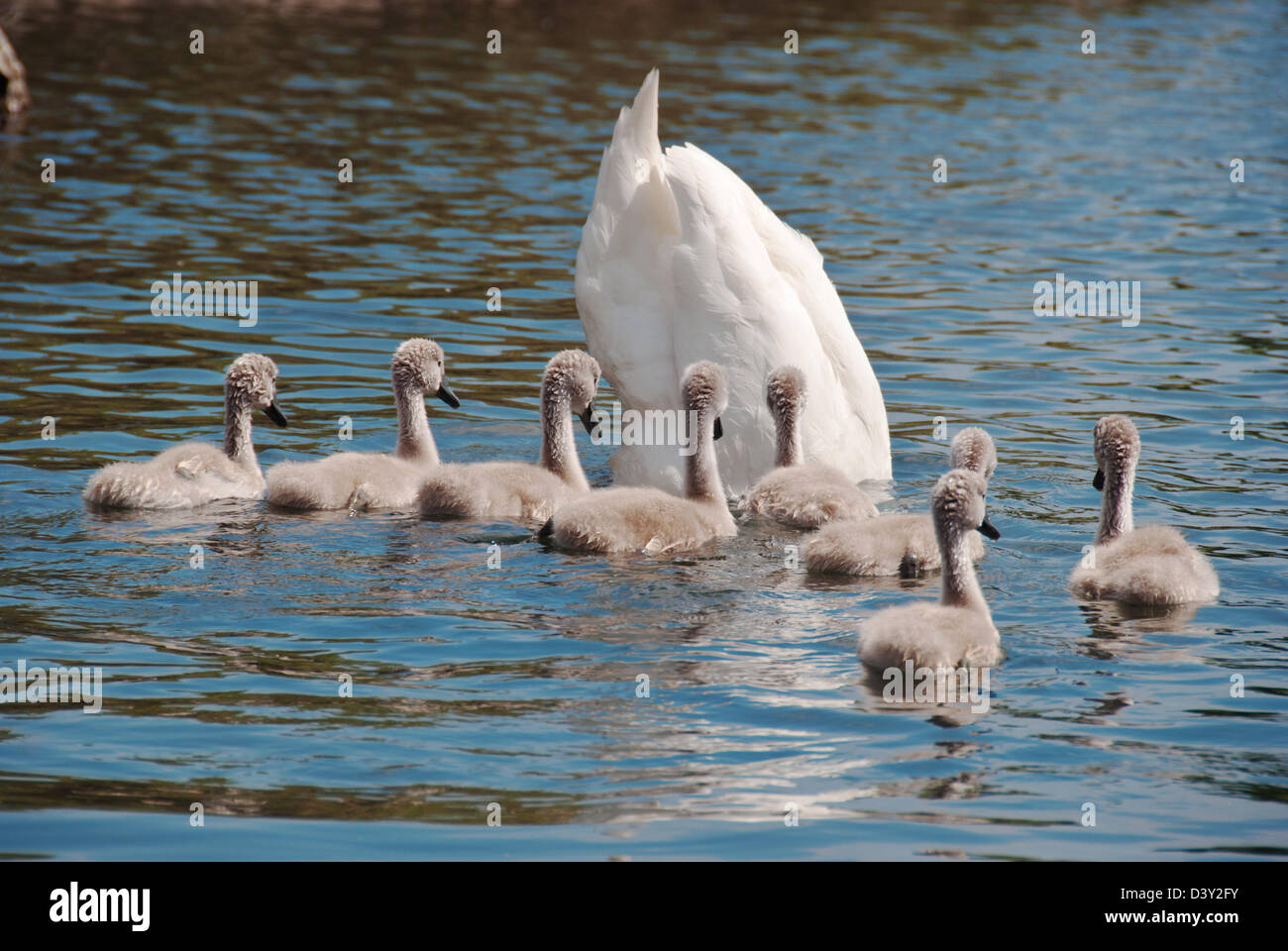 Cygnets watch auf als übergeordnete Futterpflanzen unter Wasser für Nahrung. Stockfoto