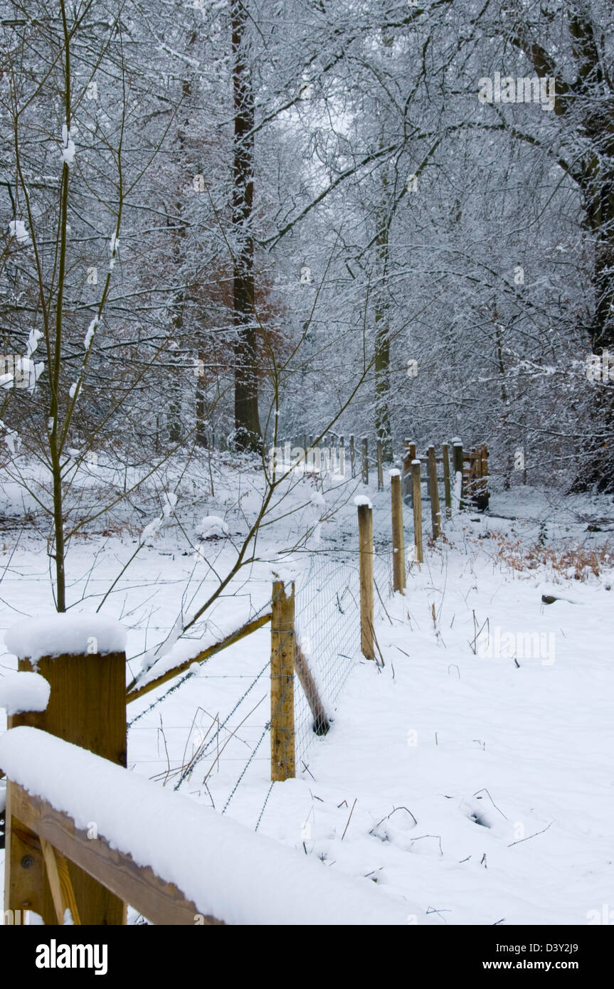 Dollars - chilterns - verschneite Wälder - Zaun, die in den Bäumen - Gefühl der kalten grauen Winter Licht Stockfoto
