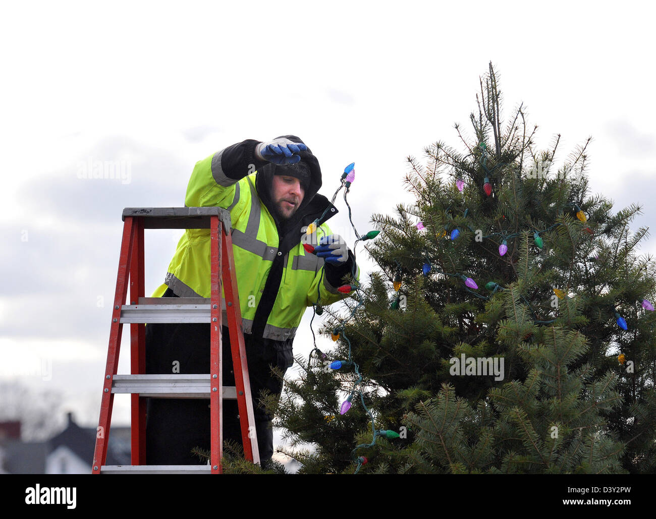 Arbeiter setzt Lichter am Weihnachtsbaum in New Haven CT USA Stockfoto