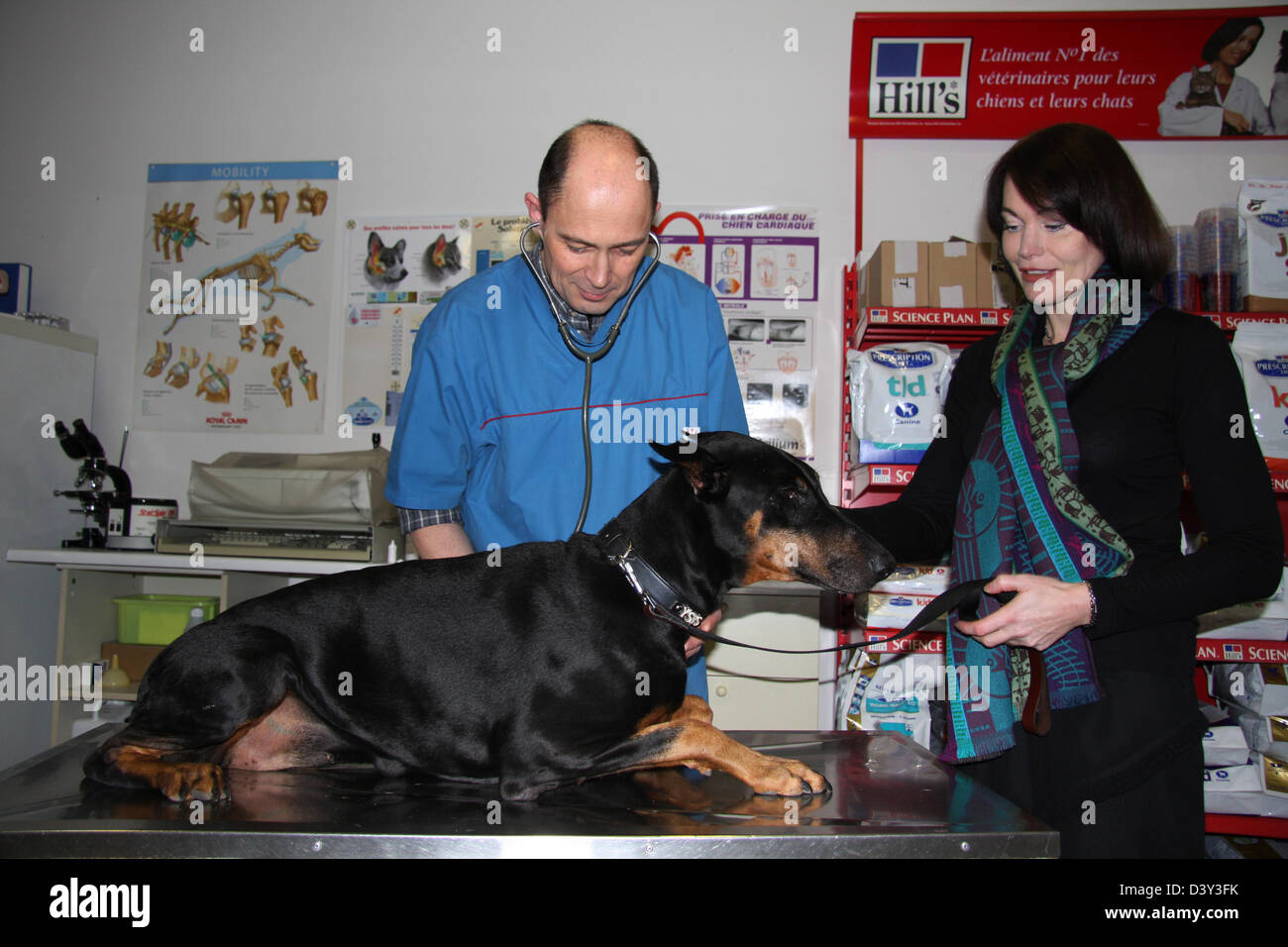 Hund Dobermann / Tierarzt untersucht mit Stethoskop Stockfoto