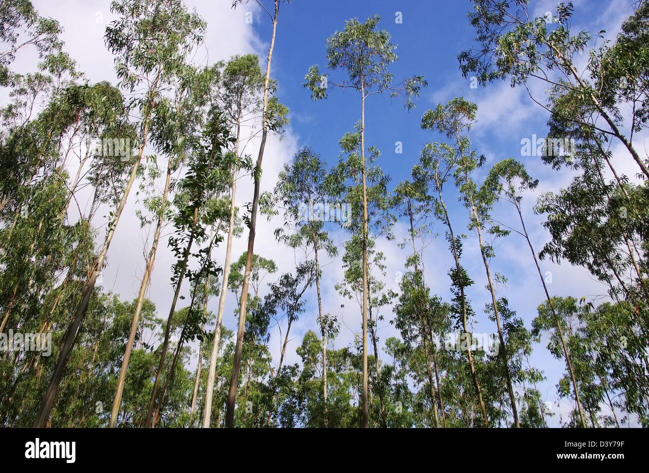 Eukalyptus - Eucalyptus 25 Stockfoto