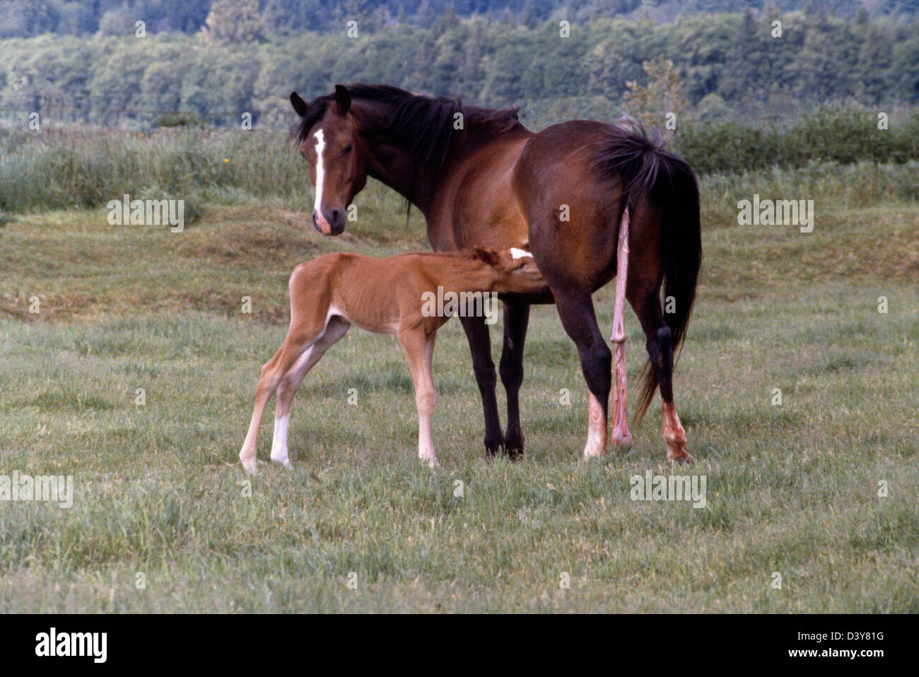 Fohlen gleich nach der geburt Fotos und Bildmaterial in hoher Auflösung Alamy