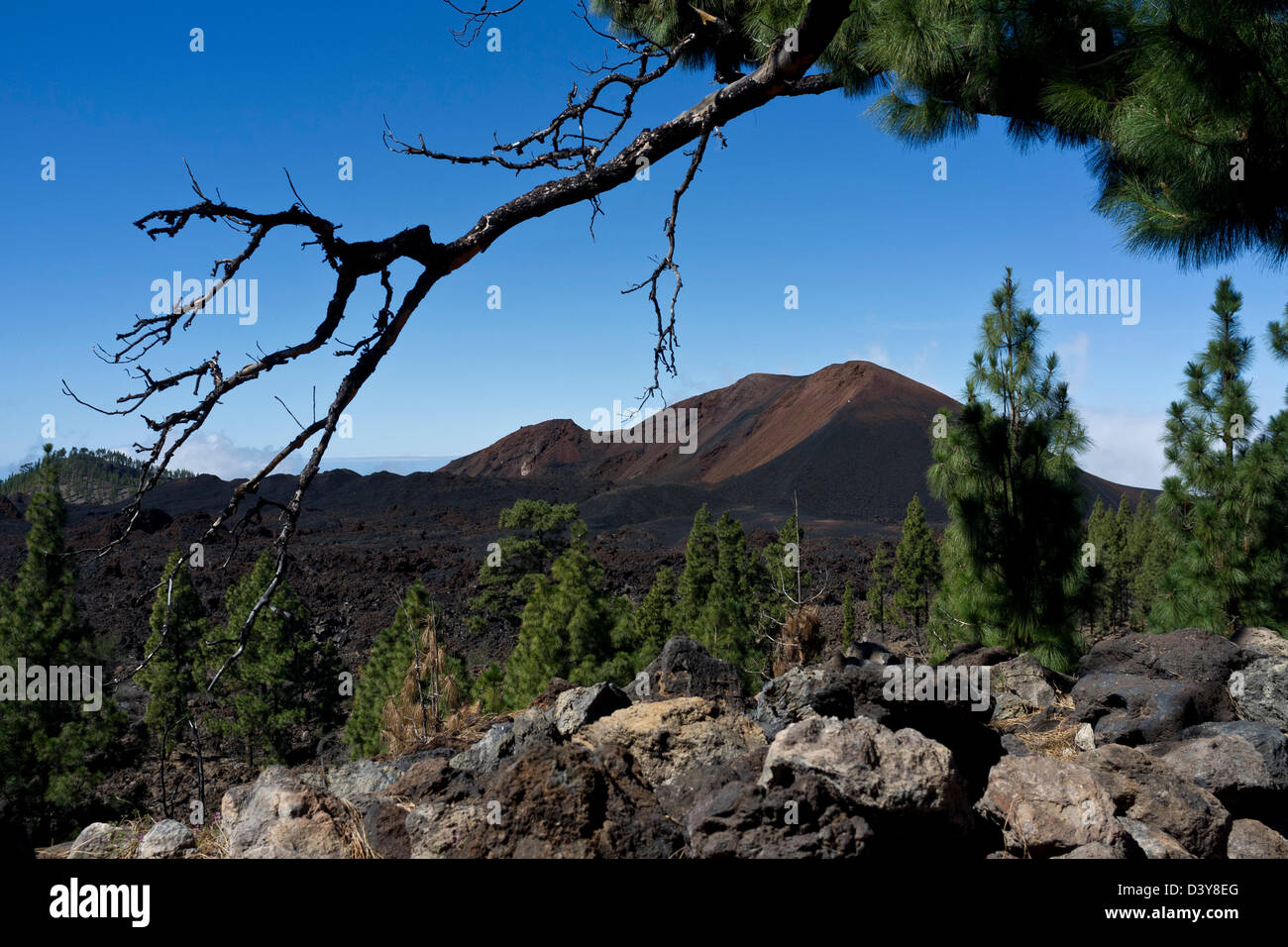 Blick über Chinyero, Website der letzten Eruption auf Teneriffa im Jahr 1909. Stockfoto