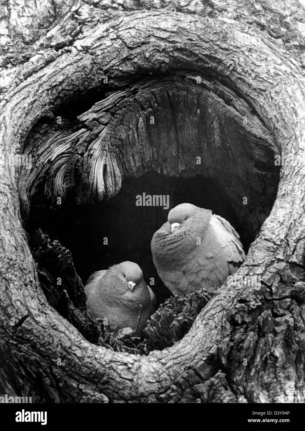 Tauben Aufwärmen an kalten Wintertag im Baumstamm Lafayette Park Washington DC, Aufwärmen Vögel, kalten Wintertag, Tauben Baumstamm, Stockfoto