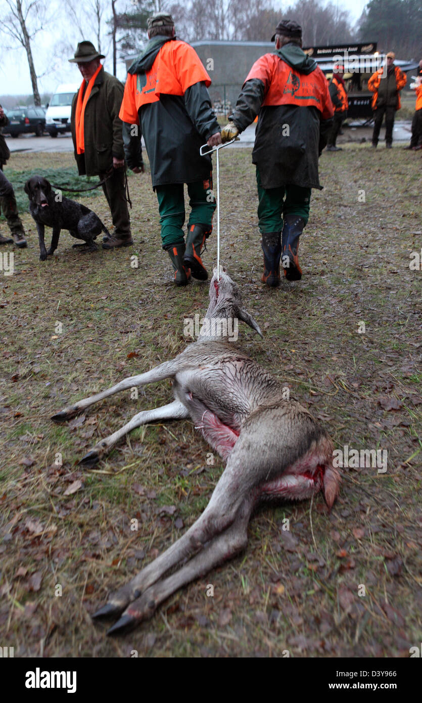 Lehnitz, Deutschland, Jaeger ziehen ein Schuss Reh hinter ihm Stockfoto