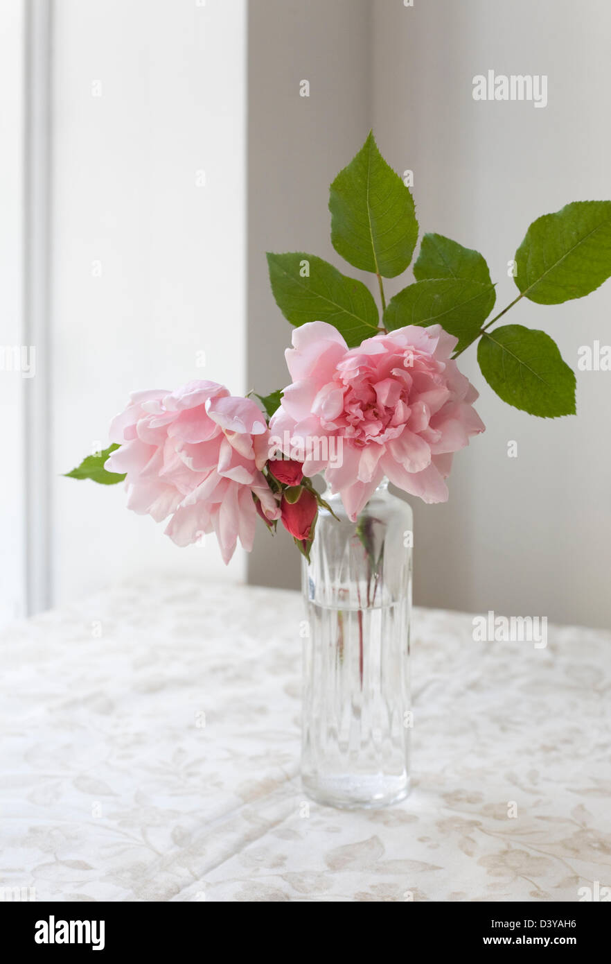 Zwei weitläufige Rosen in einer Glasvase von einem Fenster Stockfoto